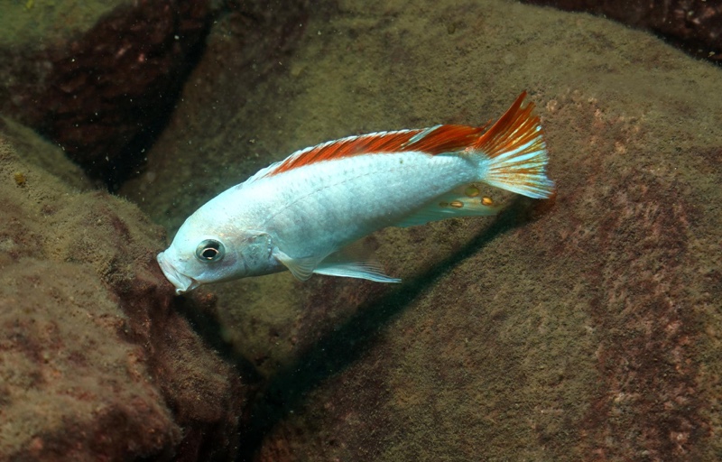 Maylandia greshakei 'Makokola Reef'